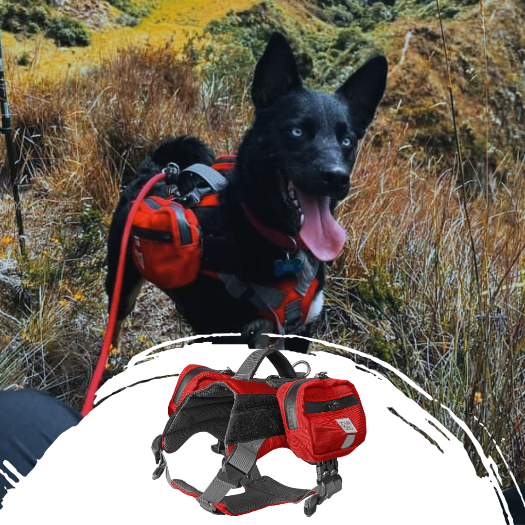 Arnés Adventure para perro