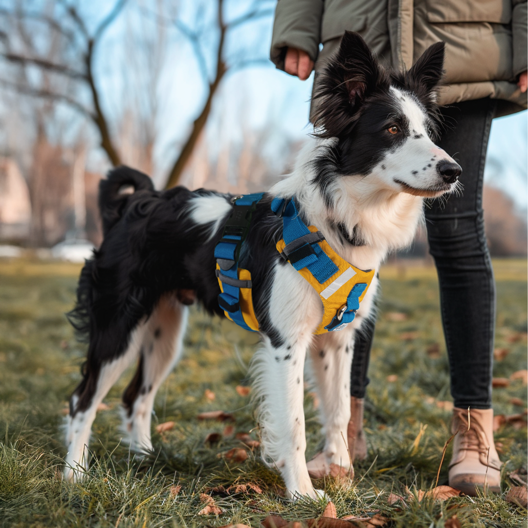 MONTAJE-ARNES-RUNNING-PERRO-MEDIANO.webp