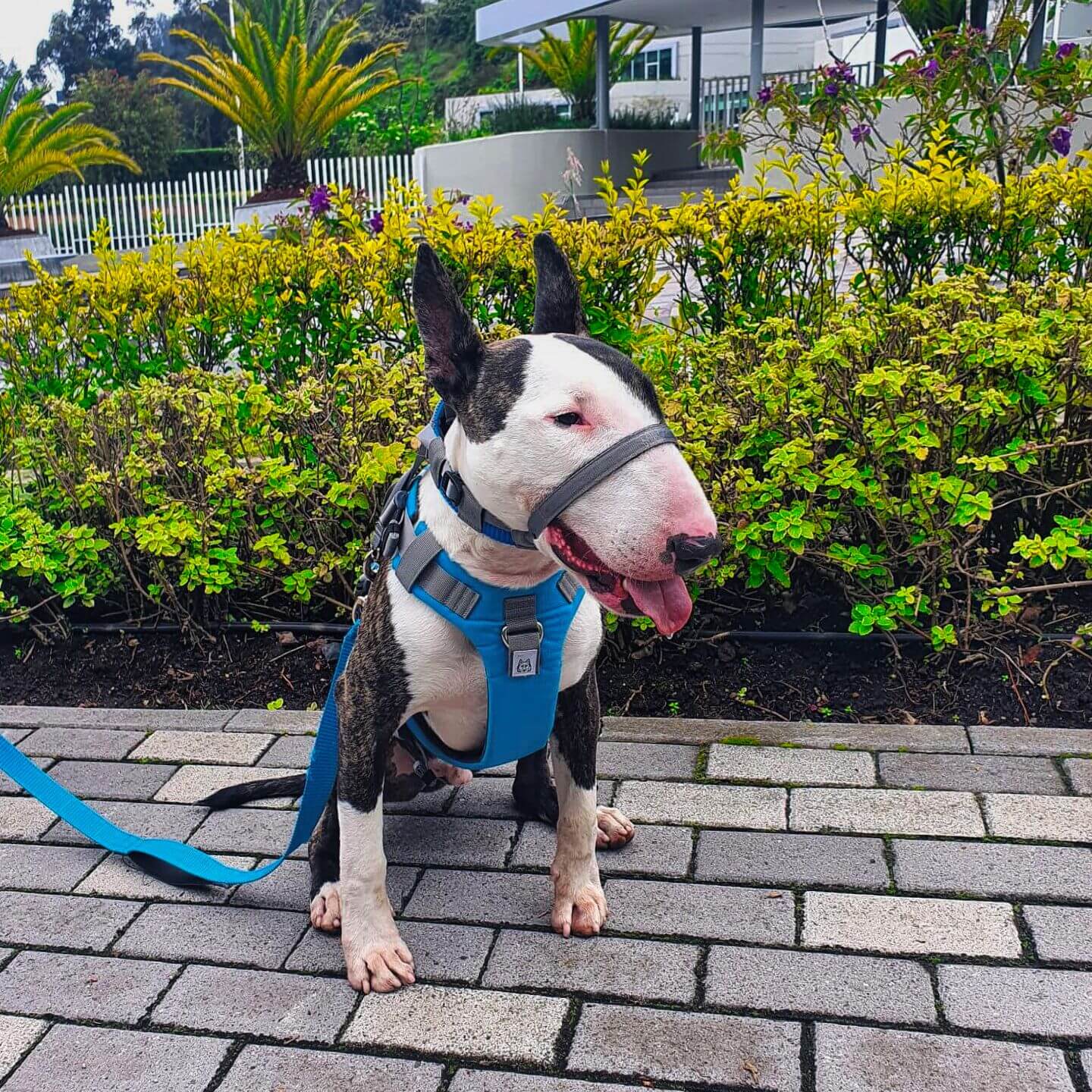 Collar Easy Walk para perro - Johndog